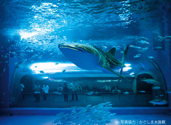 Kagoshima City Aquariumce