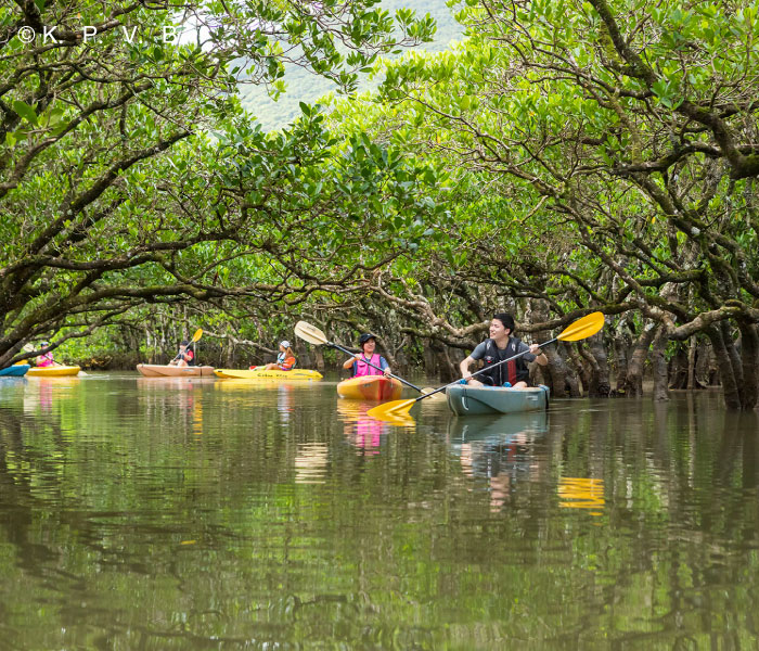 Kuroshio Forest Mangrove Park