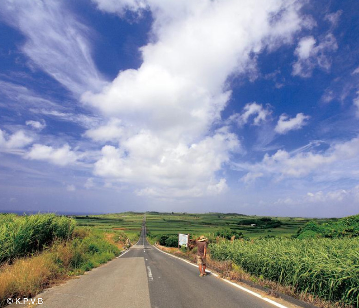 A road in the sugar cane field