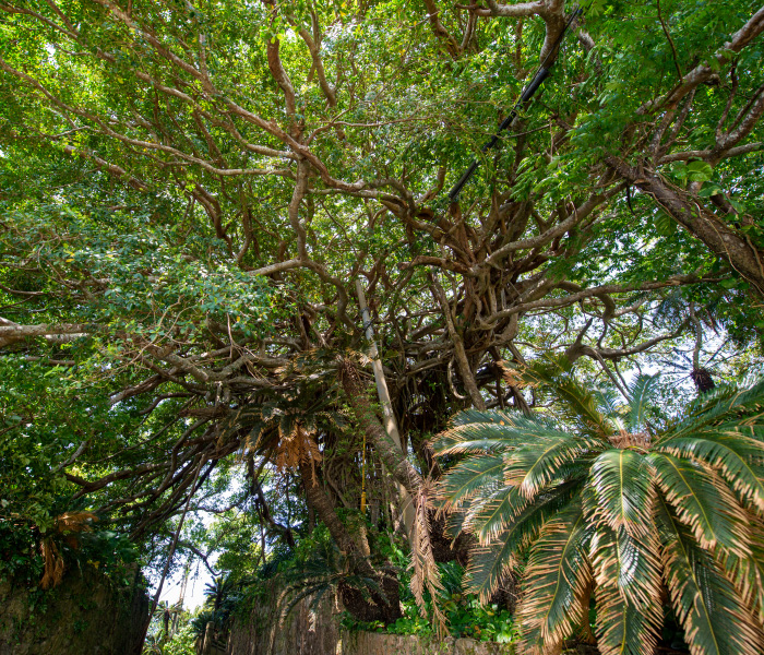 Giant banyan tree