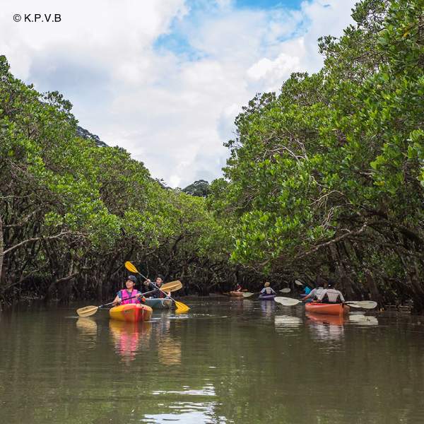 Mangrove forest canoe in Amami Island