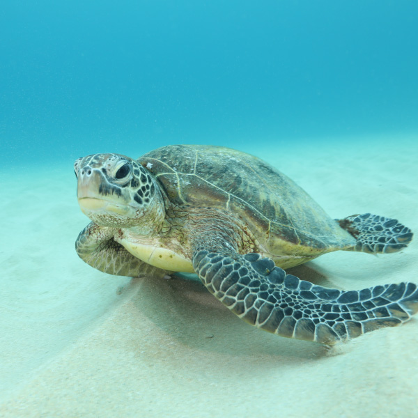 Snorkeling in Amami