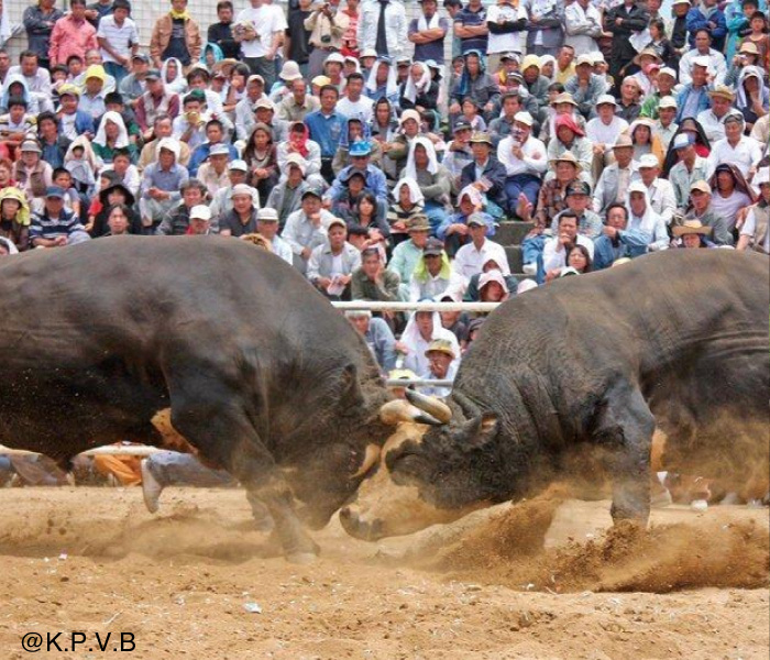 Bullfighting competition