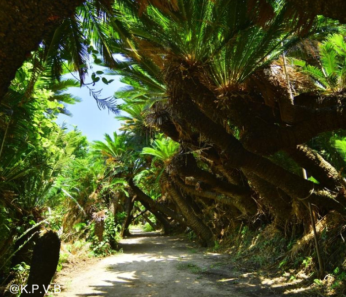 Kanamisaki Cycad Tunnel