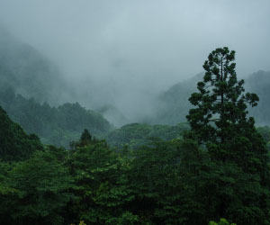 屋久島杉