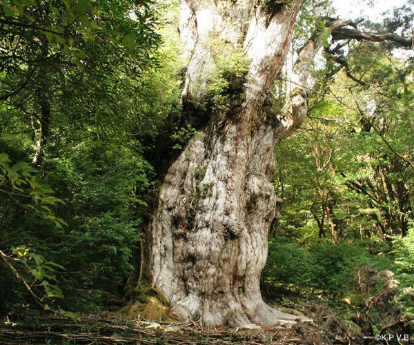 Jomon cedar