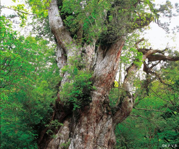 Jomon cedar