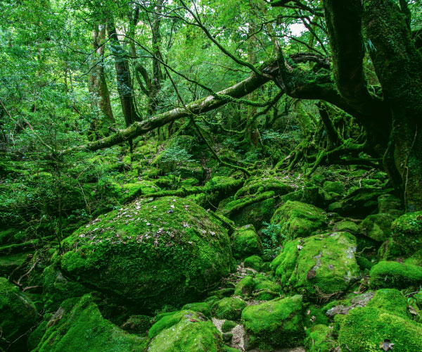 Shiratani Yun Suikyo Course