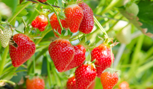 Enjoy Strawberry Picking