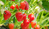 Strawberry Picking