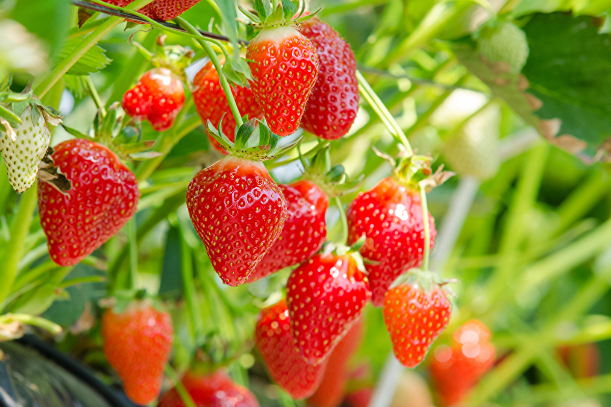 Strawberry Picking