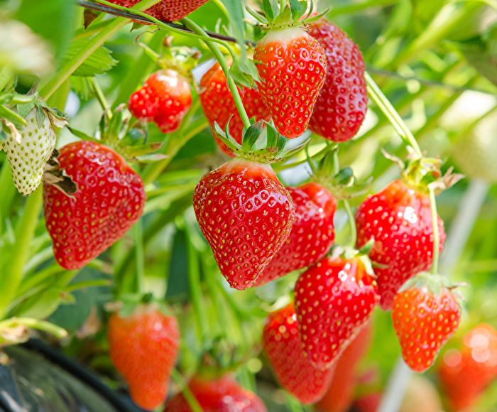 Strawberry Picking