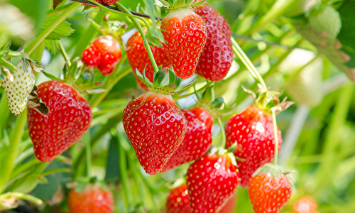 Strawberry Picking