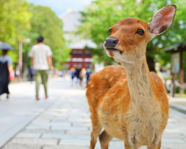 Discover Nara Nara Park