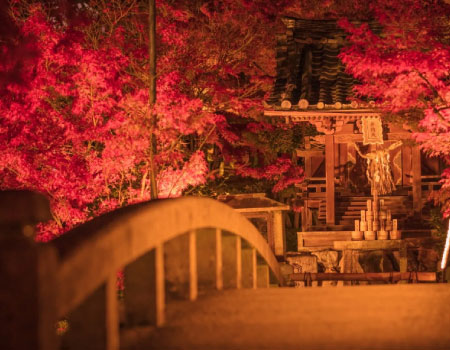 Kyoto Half Day Walking Tour with the Illumination in Autumn