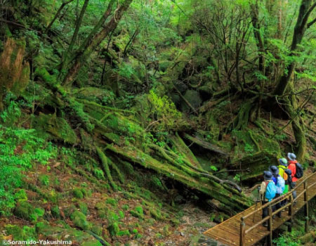 Yakushima half day YAKUSUGILAND