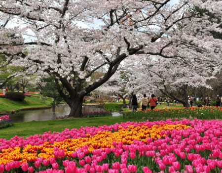 Hamamatsu Flower Park and Hamana Lake 1day private