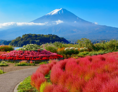 Mt. Fuji, Oishi Park & Seasonal Fruits Picking