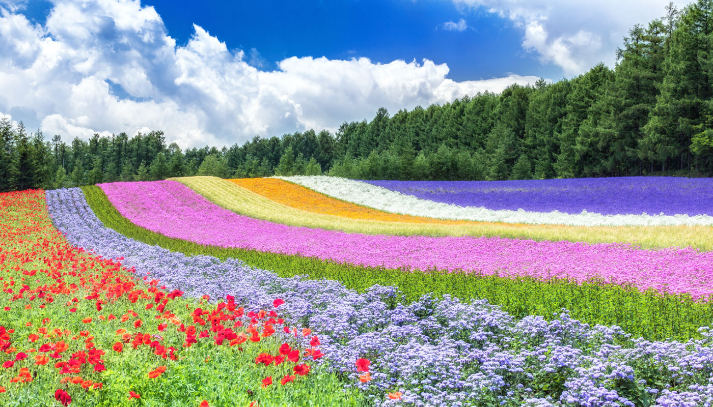 Hokkaido Lavender Tour