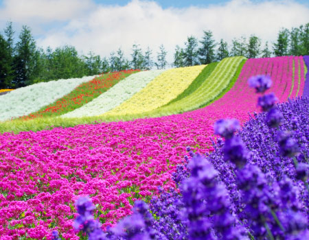 summer VIEW Walking 1 Day Tour at Tokugawaen and Nagoya Castl