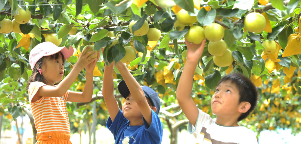 Tottori's fresh fruit