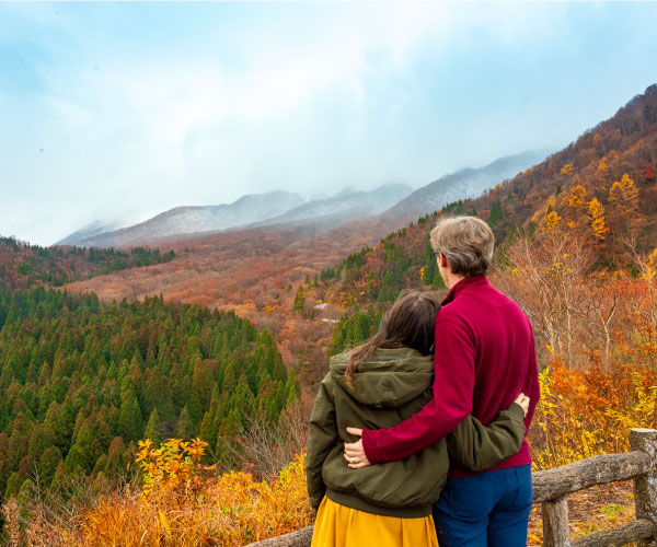 Primeval beech forest at the foot of Mt. Daisen