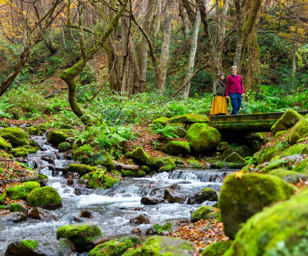 Primeval beech forest at the foot of Mt. Daisen