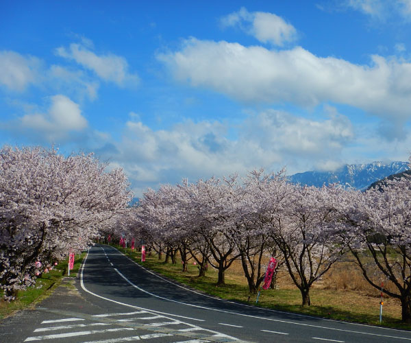 Spring -Cherry blossom trees up Mt. Daisen