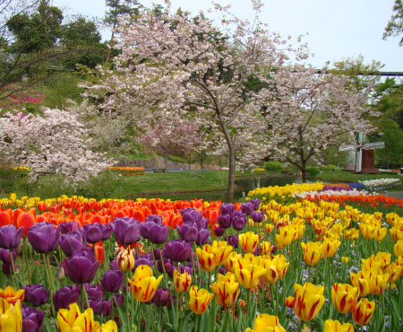 Valley of flowers