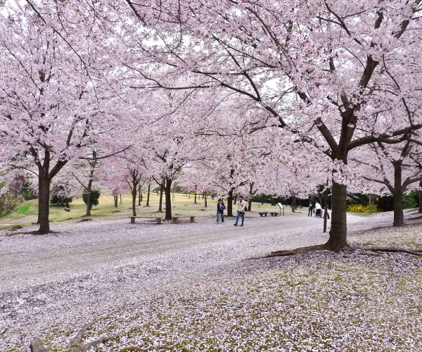 Tottori Hanakairo