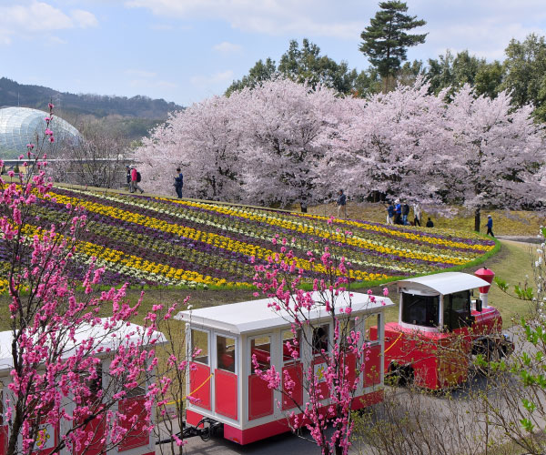 Tottori Hanakairo