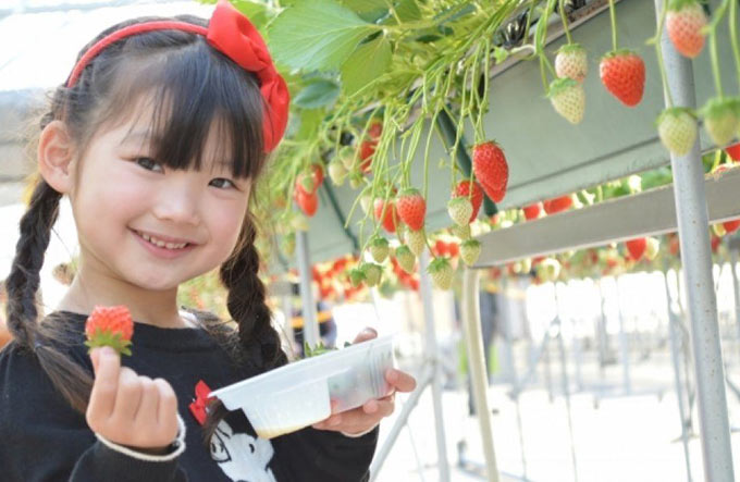 Nikko Tour Picking Strawberry