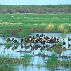 カカドゥ国立公園