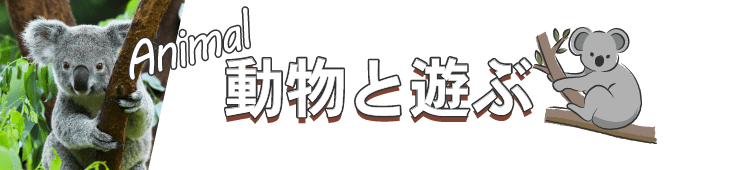 動物と遊ぶ