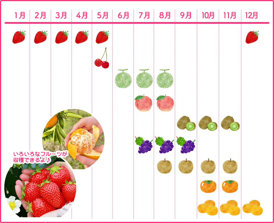 フルーツ収穫時期