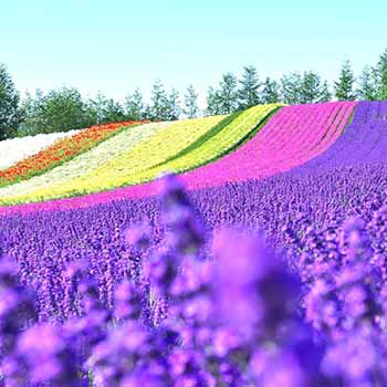 富良野・美瑛 ・トマム旅行･ツアー