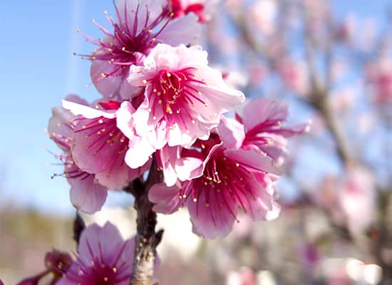 寒緋桜（カンヒザクラ）満開