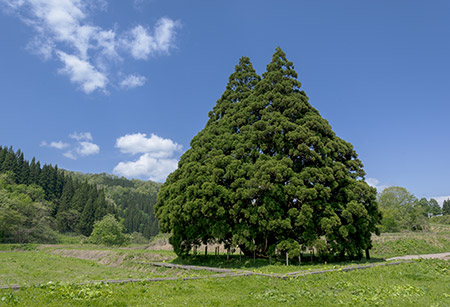 山形_小杉の大杉（イメージ）