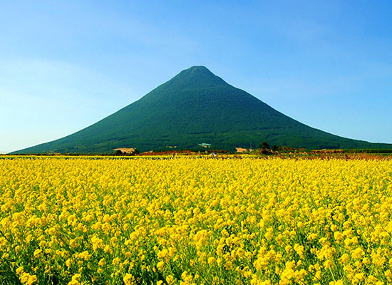 開聞岳と菜の花（12月～2月上旬）