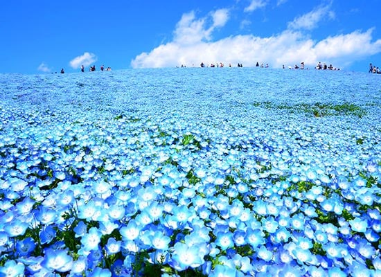 【首都圏発】バスツアーで行く国営ひたち海浜公園ネモフィラ