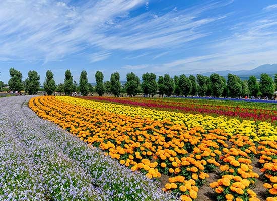 北海道_ファーム富田