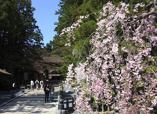 His 羽田発着 さくら名所100選 吉野山にたっぷり4時間滞在 世界遺産高野山では宿坊に宿泊 精進料理の夕食付 現地添乗員同行の旅 春爛漫 高野山と吉野千本桜2日間 首都圏発