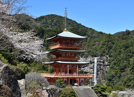 His 羽田発着 春の紀州で世界遺産 日本遺産と桜の名所めぐり 世界遺産高野山では宿坊に 南紀では海の見える温泉に滞在 現地添乗員同行の旅 春爛漫 高野山と熊野三山 紀州路めぐり3日間 首都圏発