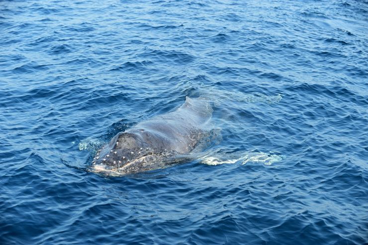 クジラの赤ちゃん