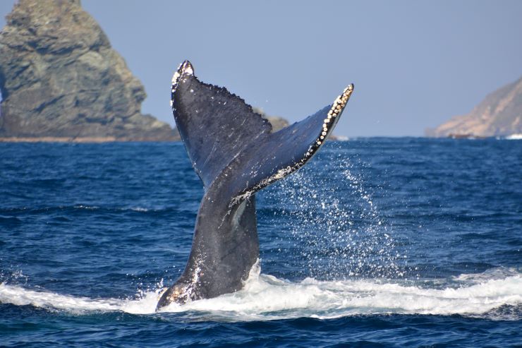 クジラ　テールスラップ