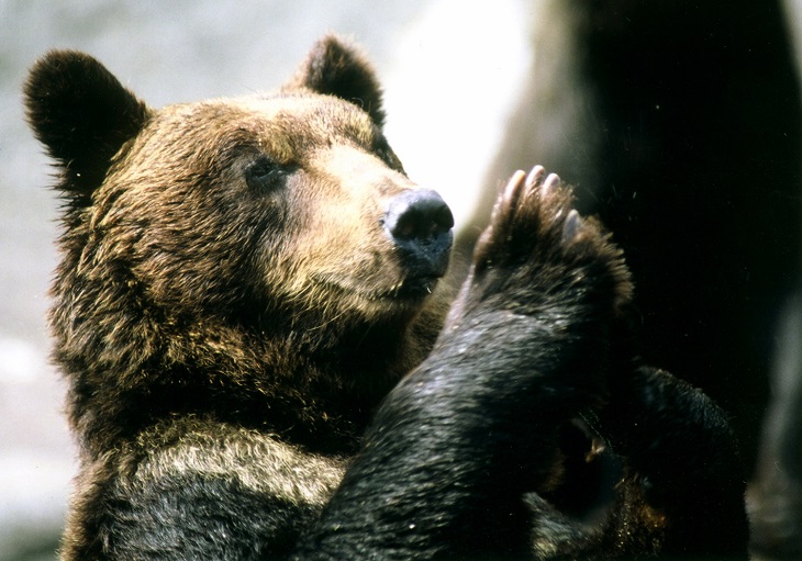 のぼりべつクマ牧場