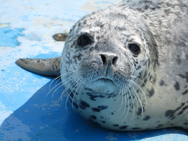 ノシャップ寒流水族館