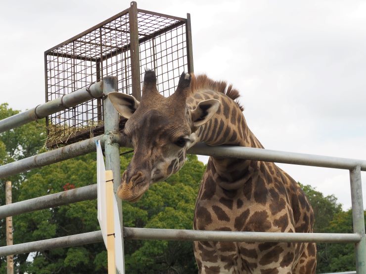 熊本市動植物園