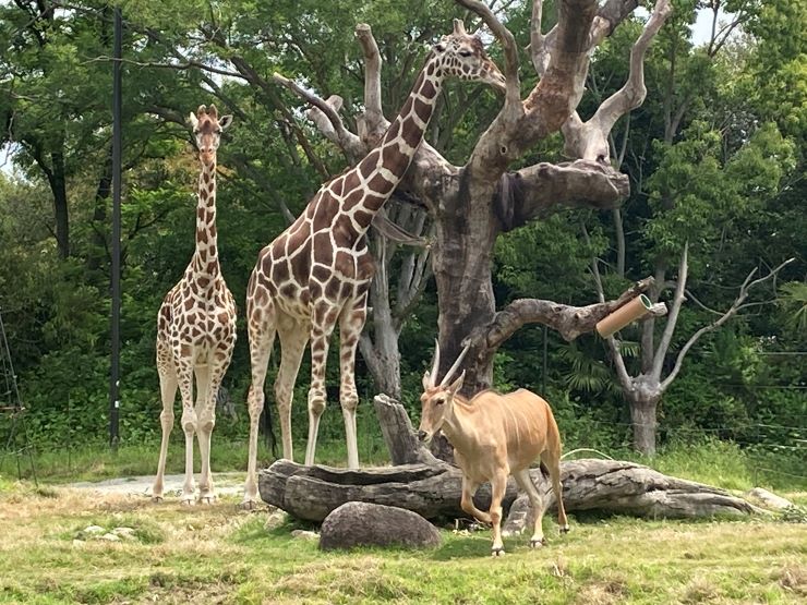 天王寺動物園