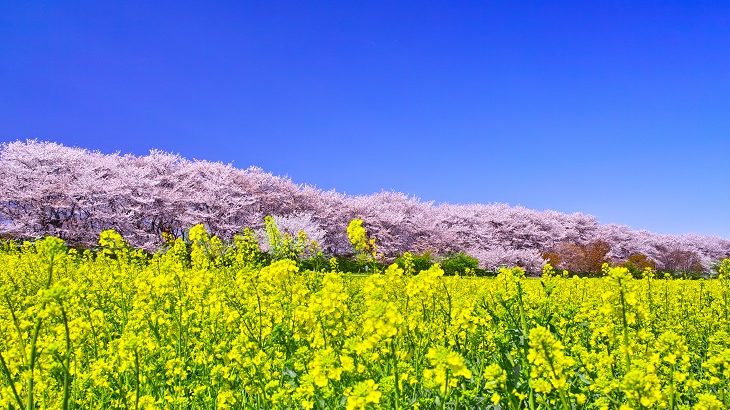 関東地方の桜特集 おススメお花見スポット Catchy